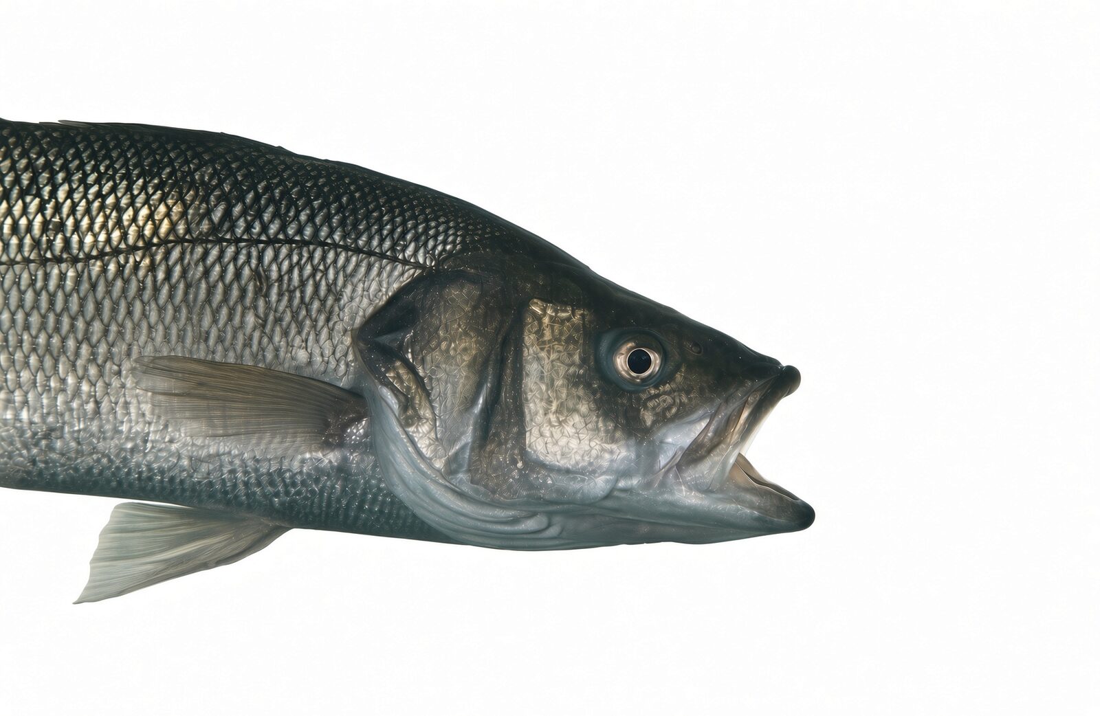 Havsabborre (Dicentrarchus labrax)