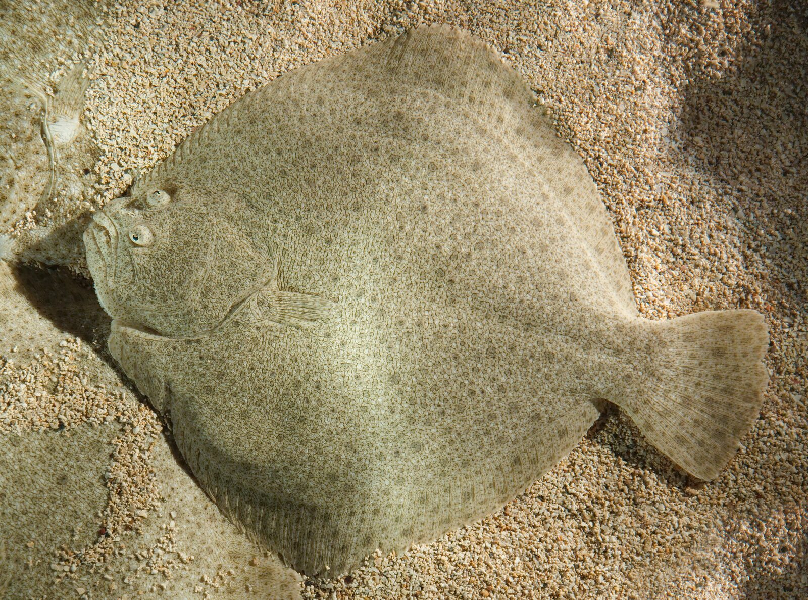 Piggvar (Scophthalmus maximus / Psetta maxima)