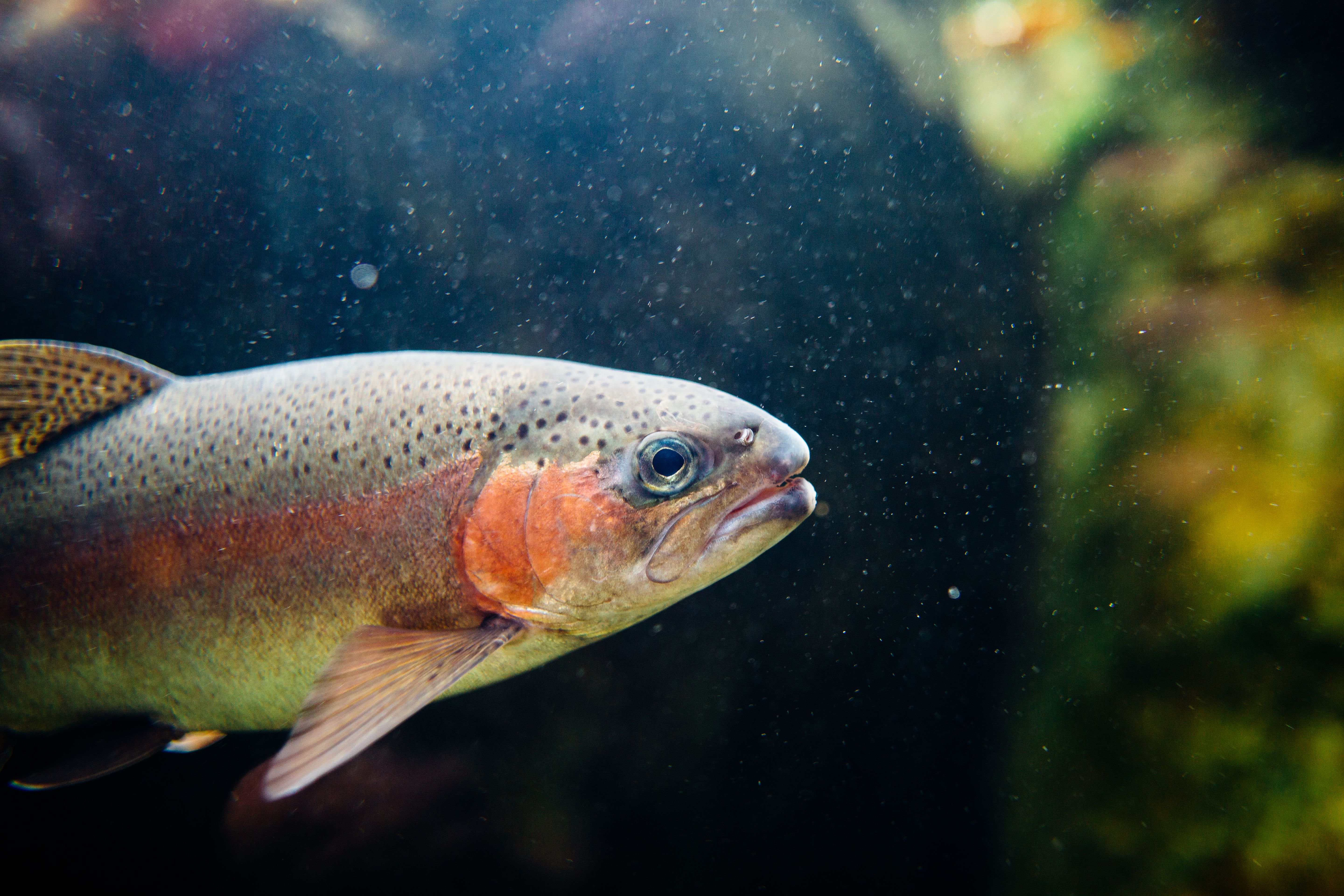 Röding (Salvelinus alpinus) under vatten